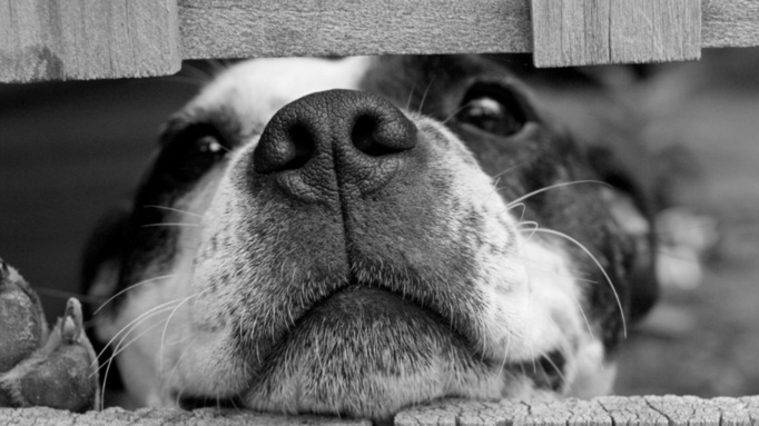 Собака / Фото: pxhere.com/ru/photo/1232104