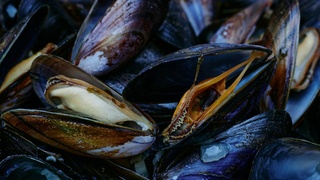 Моллюски / Фото: unsplash.com / Avatar of user Gil Ndjouwou