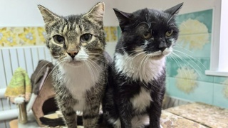 Кошки в рубцовском центре для бездомных животных "Котофей Котофеич" / Фото: Ирина Жукова / "Местное время"