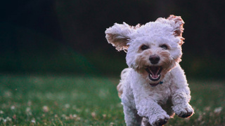 Собака / Фото: unsplash.com /
Joe Caione