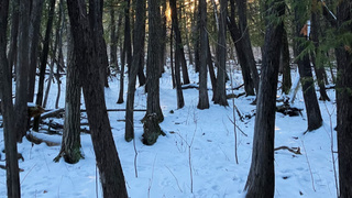 Заснеженный лес / Фото: unsplash.com / Asya