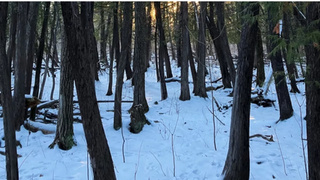 Заснеженный лес / Фото: unsplash.com / Asya