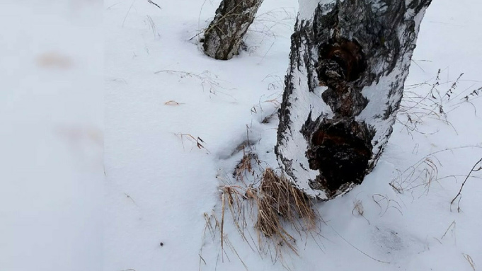 Чага / Фото: "Грибы и грибники Алтайского края"