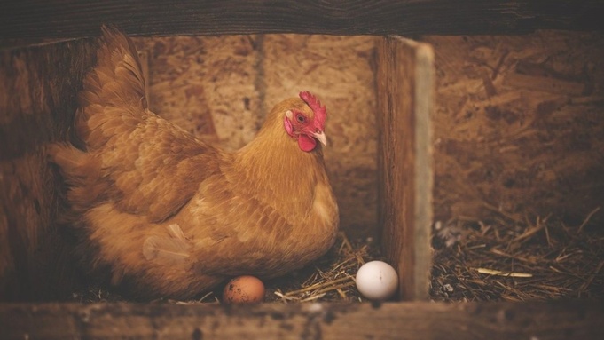 Курица высиживает яйца / Фото: pixabay.com