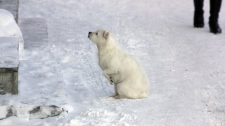 Бездомный пес / Фото: Екатерина Смолихина / amic.ru
