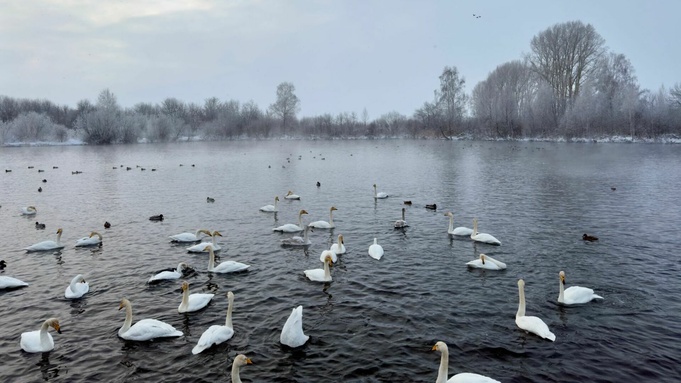 Зимующие лебеди / Фото: Кирилл Никифоров