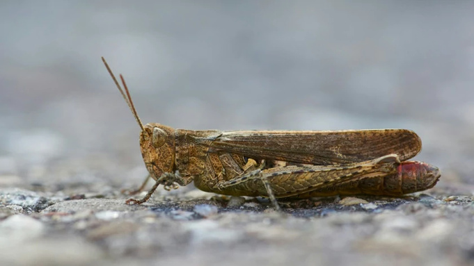 Саранча / Фото: unsplash.com / Wolfgang Hasselmann