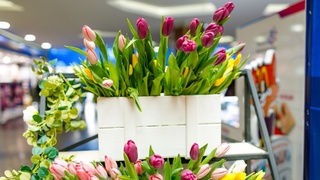 Цветы. Тюльпаны / Фото: ТРЦ "Арена"