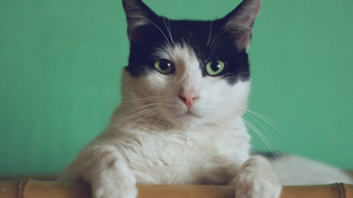 Кот / Фото: unsplash.com / Manja Vitolic