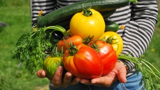 Огородник / Источник: pxhere.com 