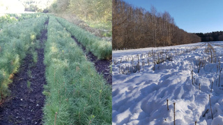 Фото предоставлено "КП-Новосибирск" Тогучинским лесхозом