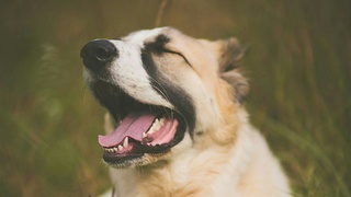 Алабай / Фото: Reba Spike / Unsplash