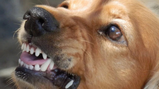 Злая собака / Фото: pxhere.com/ru/photo/973239