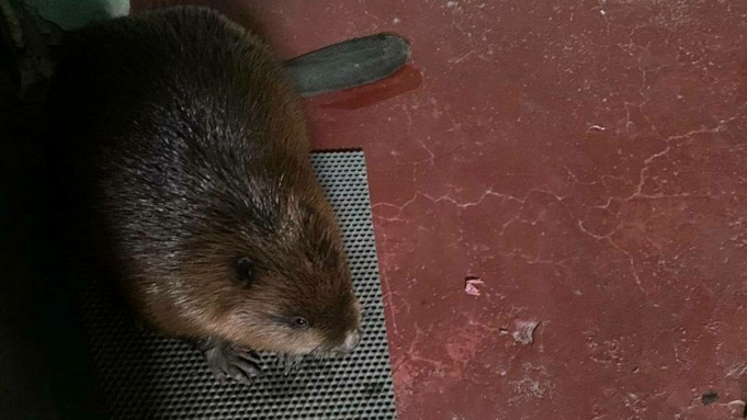 Бобр под дверью / Фото: 