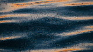 Мазут / Фото: unsplash.com        