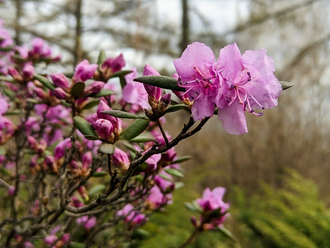 Барнаульский дендрарий / Фото: Екатерина Смолихина / amic.ru