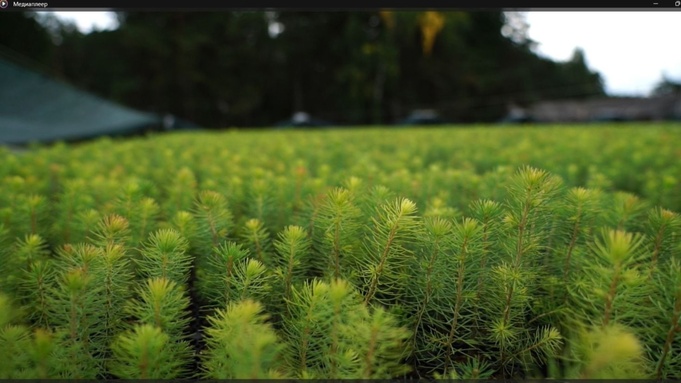 Сеянцы ели сибирской / Фото: "Алтайлес"