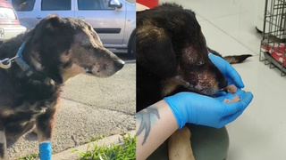 Фото: "КП-Новосибирск" / Предоставлено волонтерами