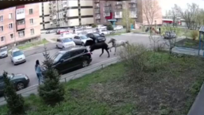 Кони в Новокузнецке / Фото: кадр из соцсетей