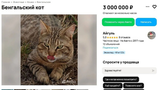 Безумно дорогой кот / Скриншот с сервиса "Авито"