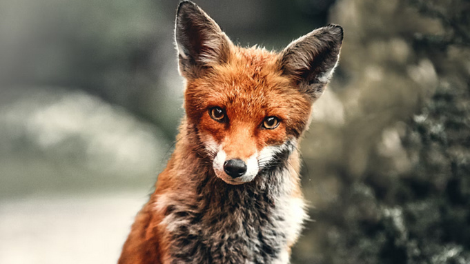 Лиса / Фото: unsplash.com          