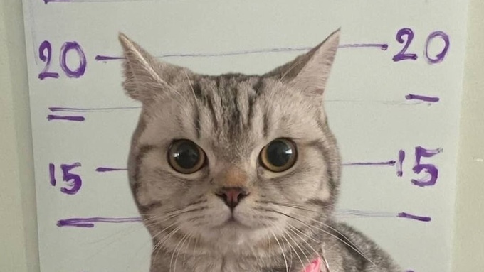 Кошку арестовали в Таиланде / Фото: Mash