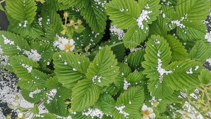 Град под Барнаулом / Фото: amic.ru