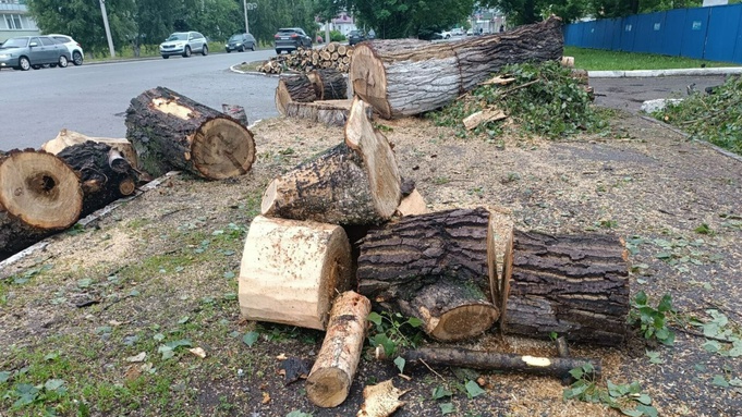 Вырубка деревьев в Горно-Алтайске / Фото: amic.ru