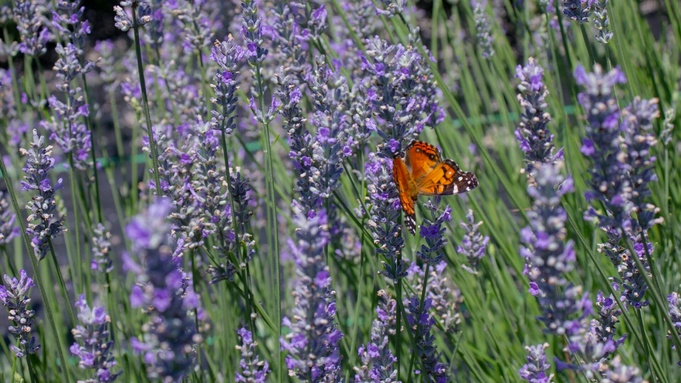 Фото: Leslie Cross / unsplash.com