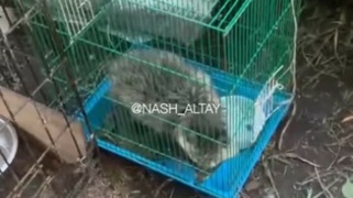 Животное в клетке / Фото: кадр из видео 