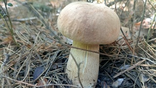 Белый гриб / Фото: "Грибы и грибники Алтайского края" / Софья Тельменева