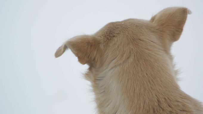 Собака в Барнауле/ Иллюстративное фото: amic.ru