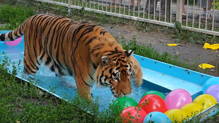 Тигр / Фото: скриншот из видео барнаульского зоопарка