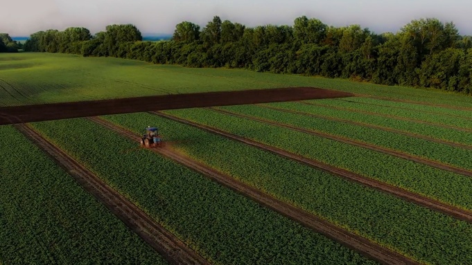 Соя в хозяйстве "Гея" / Фото: Татьяна Кутилина