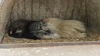 Дикобразы в барнаульском зоопарке / Фото: кадр из видео