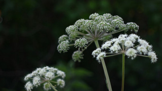 Борщевик / Фото: Unsplash.com    