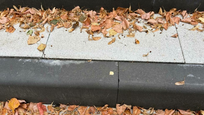 Опавшие листья в июле / Фото: amic.ru