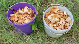 Лисички / Фото: сообщество "Грибы и грибники Алтайского края" во "ВКонтакте"