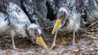 Черные аисты / Фото: Татьяна и Роман Воробьевы