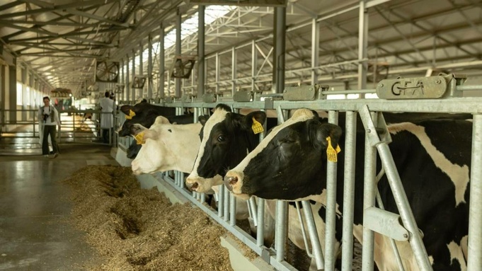 Коровы / Фото: Telegram-канал губернатора Алтайского края Виктора Томенко