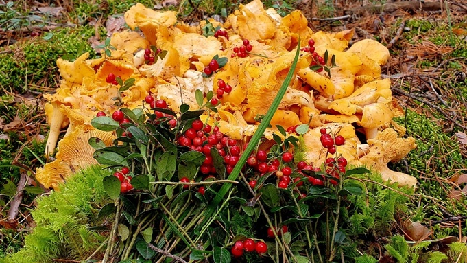 Лисички в барнаульском лесу / 