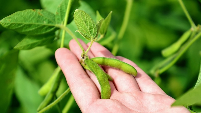 "День сибирской сои" в 2025 году / Фото: Екатерина Смолихина / amic.ru 