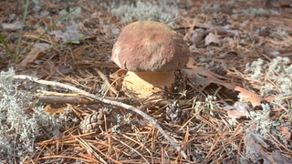 Фото: "Грибы и грибники Алтайского края" / vk.com/gribniki22rus