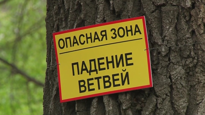 Аварийные деревья / Фото: скриншот из видеозаписи канала Саратов 24 life