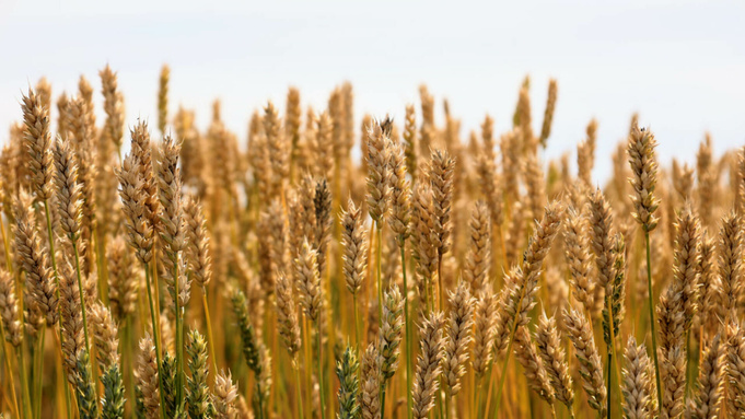 Агрополигон хозяйства "Гея" / Фото: Екатерина Смолихина / amic.ru 