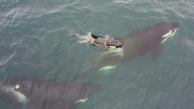 Маленький косатенок Фродо / Фото: Baza