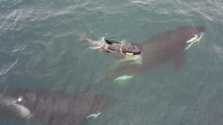 Маленький косатенок Фродо / Фото: Baza