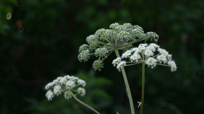Борщевик Сосновского / Фото: Aleksey Milov / unsplash.com