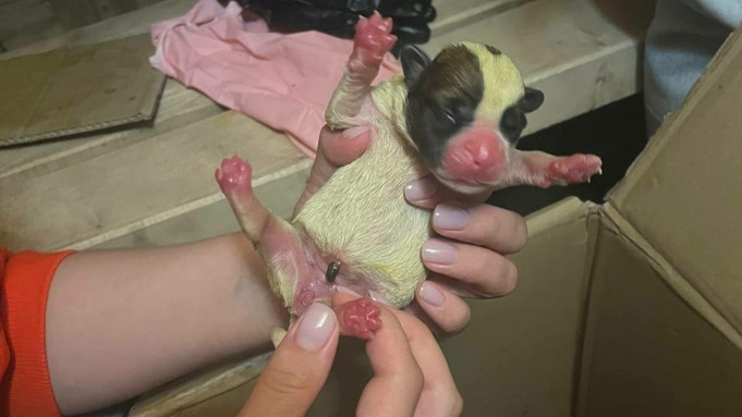 Новорожденных щенков в завязанном пакете неизвестные выкинули в Барнауле / Фото: предоставлено amic.ru