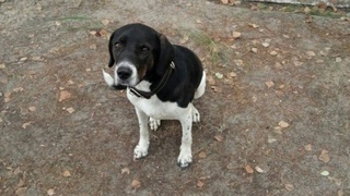 Собака Барни / Фото: Евгений / "КП-Новосибирск"